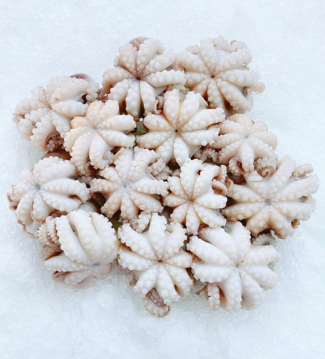 Fresh Harvest Baby Octopus 500G – E-buy Online